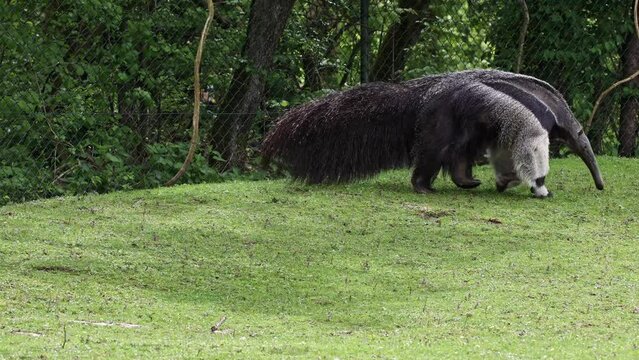 The giant anteater, Myrmecophaga tridactyla also known as the ant bear, is an insectivorous mammal native to Central and South America-Pantanal.