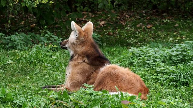 The Maned Wolf, Chrysocyon brachyurus is the largest canid of South America 