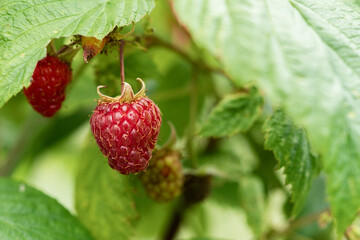 ripe red raspberry on a branch