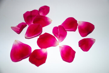 Beautiful red rose petals. You can easily use for creating postcards, wedding albums, congratulation notes etc.