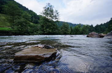 Summer landscape with stream river in green forest