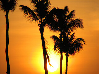 Orange Glowing Sunset with Palm Trees Silhouetted