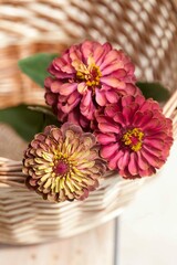 Zinnia Queeny Red Lime in wickery basket
