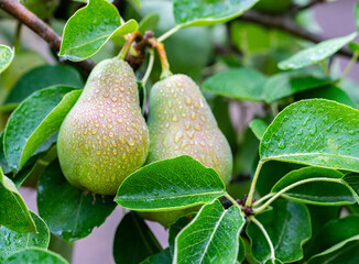 pear fruit on a branch in drops