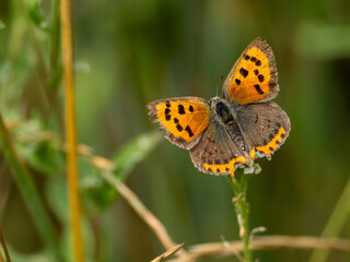 Obraz premium Kleiner Feuerfalter