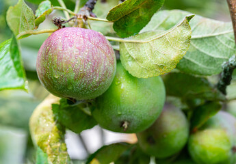 apple fruit on a branch in drops