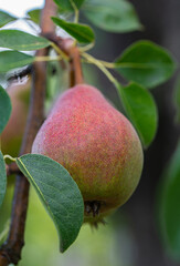 pear fruit on a branch with green leaves