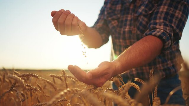 Wheat grain pouring in farmer's man hands on agricultural field, hands close-up. Harvesting, farming, food production, agribusiness concept. Golden wheat crop at sunset with sunlight on farmland.