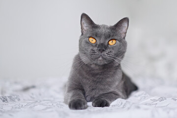 Portrait of beautiful british blue cat in home interior   