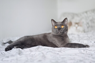 Portrait of beautiful british blue cat in home interior   