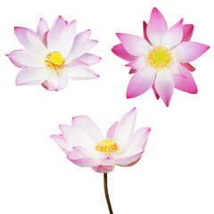 Close up pink water lily blossom in blooming isolated. - 627641952