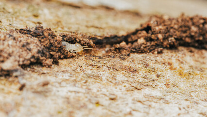 Close up of worker termites walking in nest on forest floor, Termites walking in mud tube, Small termites, Selective focus.