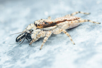 Jumping spider eating black prey on cement floor, Selective focus, Macro photo of insect.