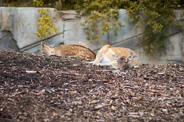 Young spotted deer sleeping at lunchtime in the zoo