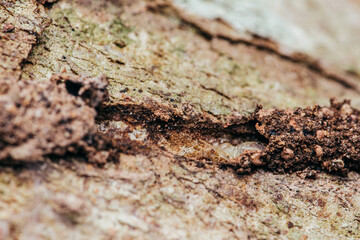 Close up of worker termites walking in nest on forest floor, Termites walking in mud tube, Small termites, Selective focus.