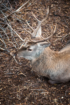 Vertical photo close-up portrait of an old deer with big horns lying on sawdust in the zoo