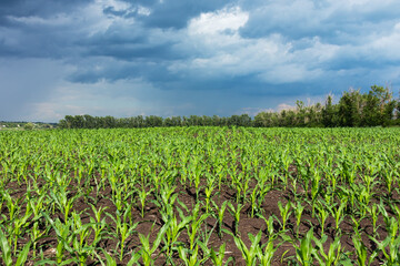 Farm field with young corn plants on a sunny summer day with storm clouds in the sky