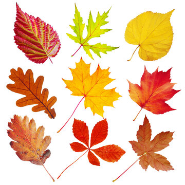 Collection of autumn leaves of European trees on white.Isolated on white.
