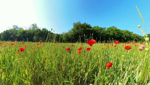 Wiese mit knallrotem Klatschmohn, Sommer, blauer Himmel, Insekten, 4K
