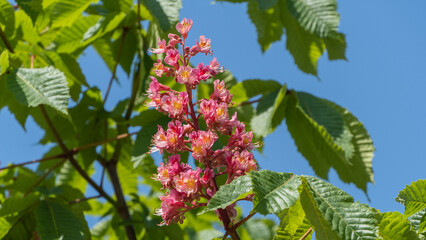 Beautiful red chestnut flowers on branches among foliage against blue spring sky. Plain red chestnut or with beautiful red flowers. Nature concept for design