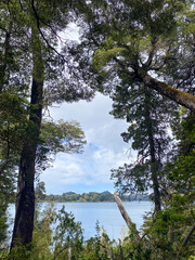 Ushuaia dans la foret de la terre de feu en Argentine 