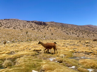 Lama on a mountain in Bolivia