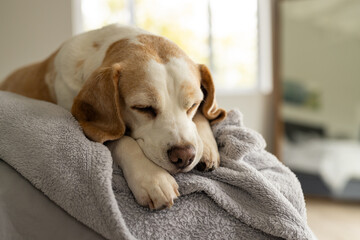 Close up of pet dog lying on bed at home