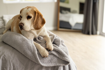 Close up of pet dog lying on bed at home, copy space