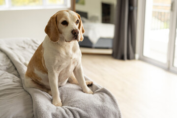 Close up of pet dog sitting on bed at home, copy space