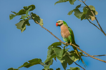 A flock of parrots flew to eat sunflower 