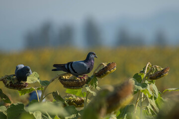 Pigeons fly to eat sunflower seeds in the garden.