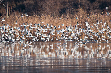 Flock of water birds flying over lake in a cold autumn day