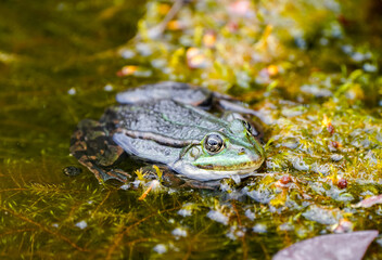 Green pond frog close-up. Amphibians in natural environment.
