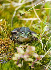 Green pond frog close-up. Amphibians in natural environment.
