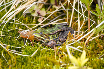 Green pond frog close-up. Amphibians in natural environment.
