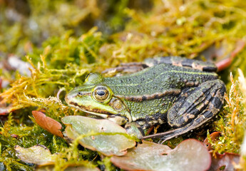 Green pond frog close-up. Amphibians in natural environment.
