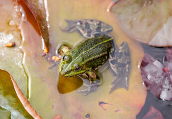 Green pond frog close-up. Amphibians in natural environment.
