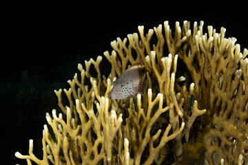 A Forster's hawkfish on a coral branch