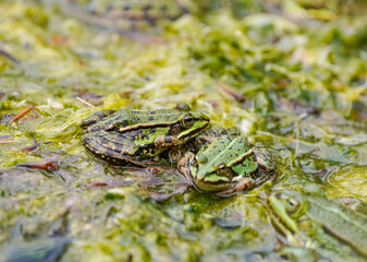 Green pond frog close-up. Amphibians in natural environment.
