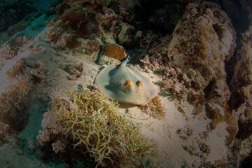 Bluespotted ribbontail ray (Taeniura lymma) in the Red Sea