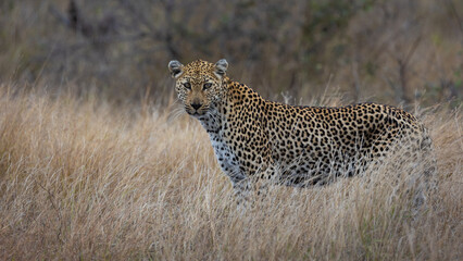 a leopardess camouflaged to perfection