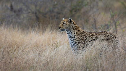 a leopardess camouflaged to perfection