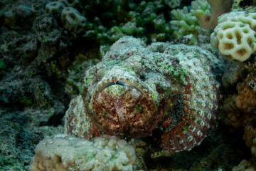 Synanceia nana, the Red Sea stonefish or dwarf scorpionfish