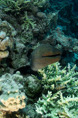 Giant moray (Gymnothorax javanicus) in the Red Sea