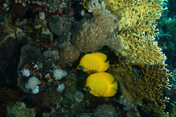 Masked Butterfly Fish (Chaetodon semilarvatus) in the Red Sea