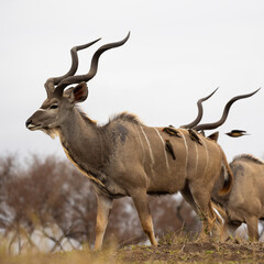 kudu bulls with spiral horns