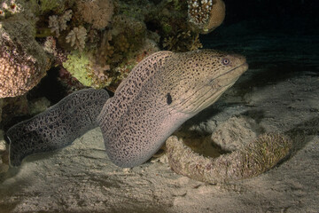 Giant moray (Gymnothorax javanicus) in the Red Sea