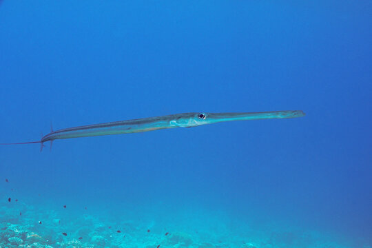 The bluespotted cornetfish (Fistularia commersonii)