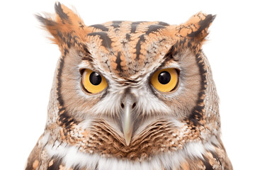 Isolated Eastern Screech Owl Transparent Background. Generative AI