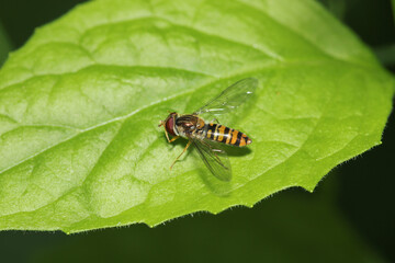 natural eupeodes flower fly photo
